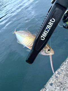 マアジの釣果