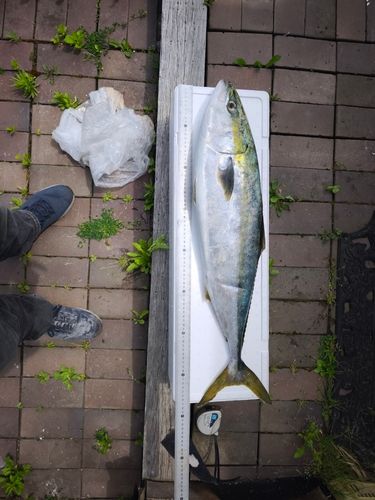 ブリの釣果