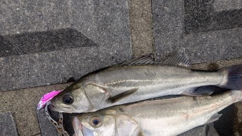 フッコ（マルスズキ）の釣果
