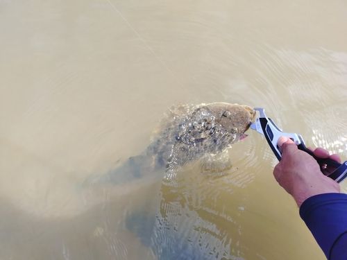 マゴチの釣果
