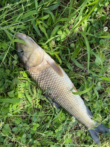 ニゴイの釣果
