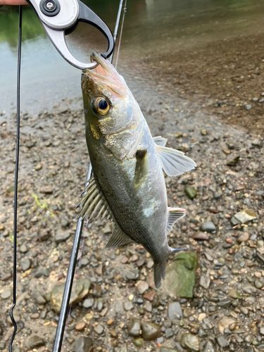 セイゴ（マルスズキ）の釣果