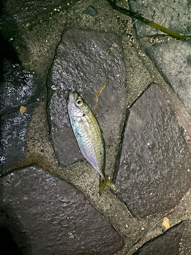 マアジの釣果