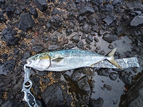 イナダの釣果