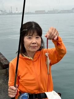 エソの釣果