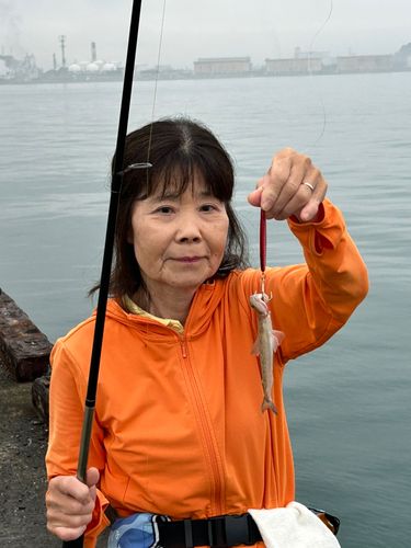 エソの釣果