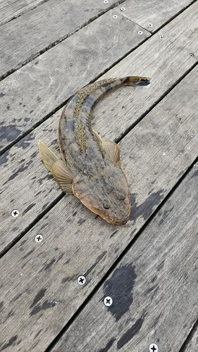 コチの釣果