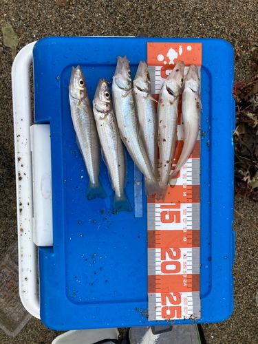 キスの釣果