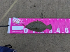 ソゲの釣果