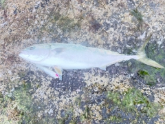ブリの釣果