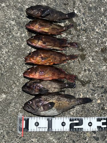 クロソイの釣果