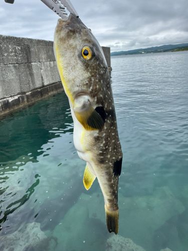 フグの釣果