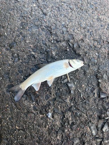 ウグイの釣果