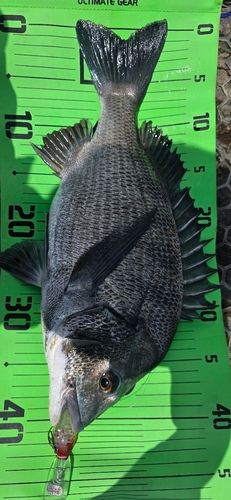 チヌの釣果