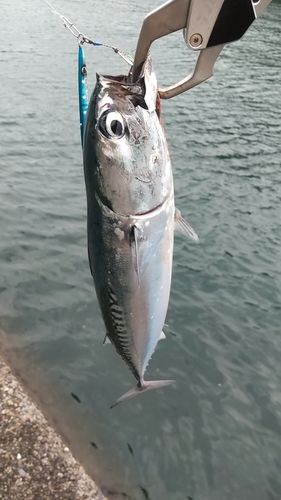 メジカの釣果