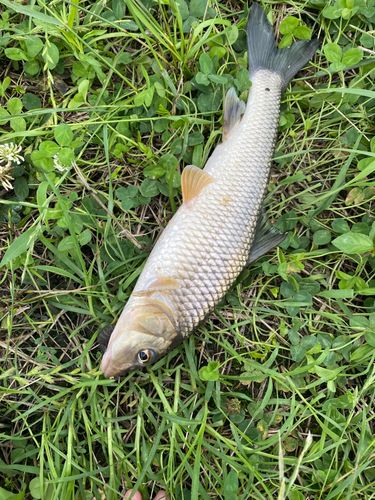 ニゴイの釣果