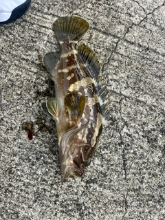 クエの釣果
