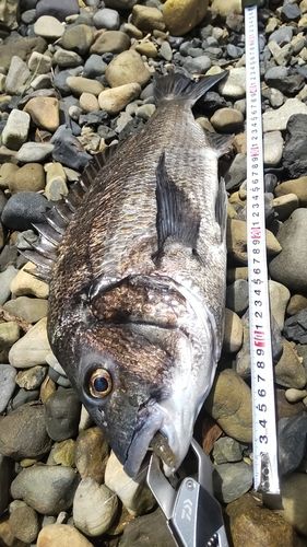 クロダイの釣果