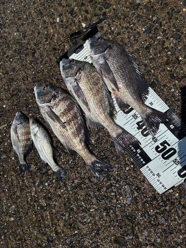 チヌの釣果