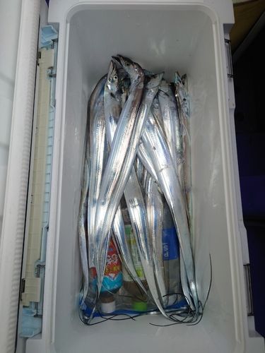 タチウオの釣果