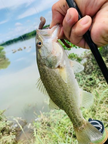 ラージマウスバスの釣果