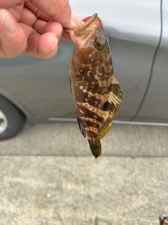 キジハタの釣果