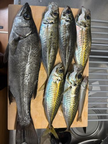 ヒラスズキの釣果