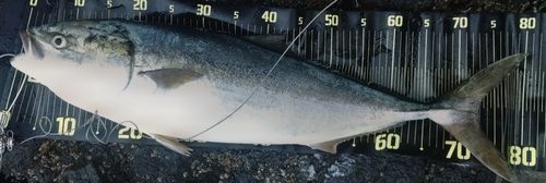 ブリの釣果