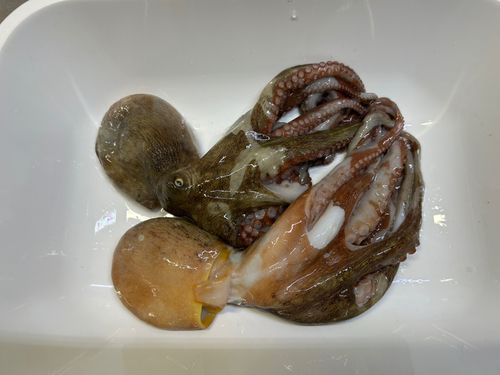 タコの釣果