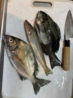 クロダイの釣果