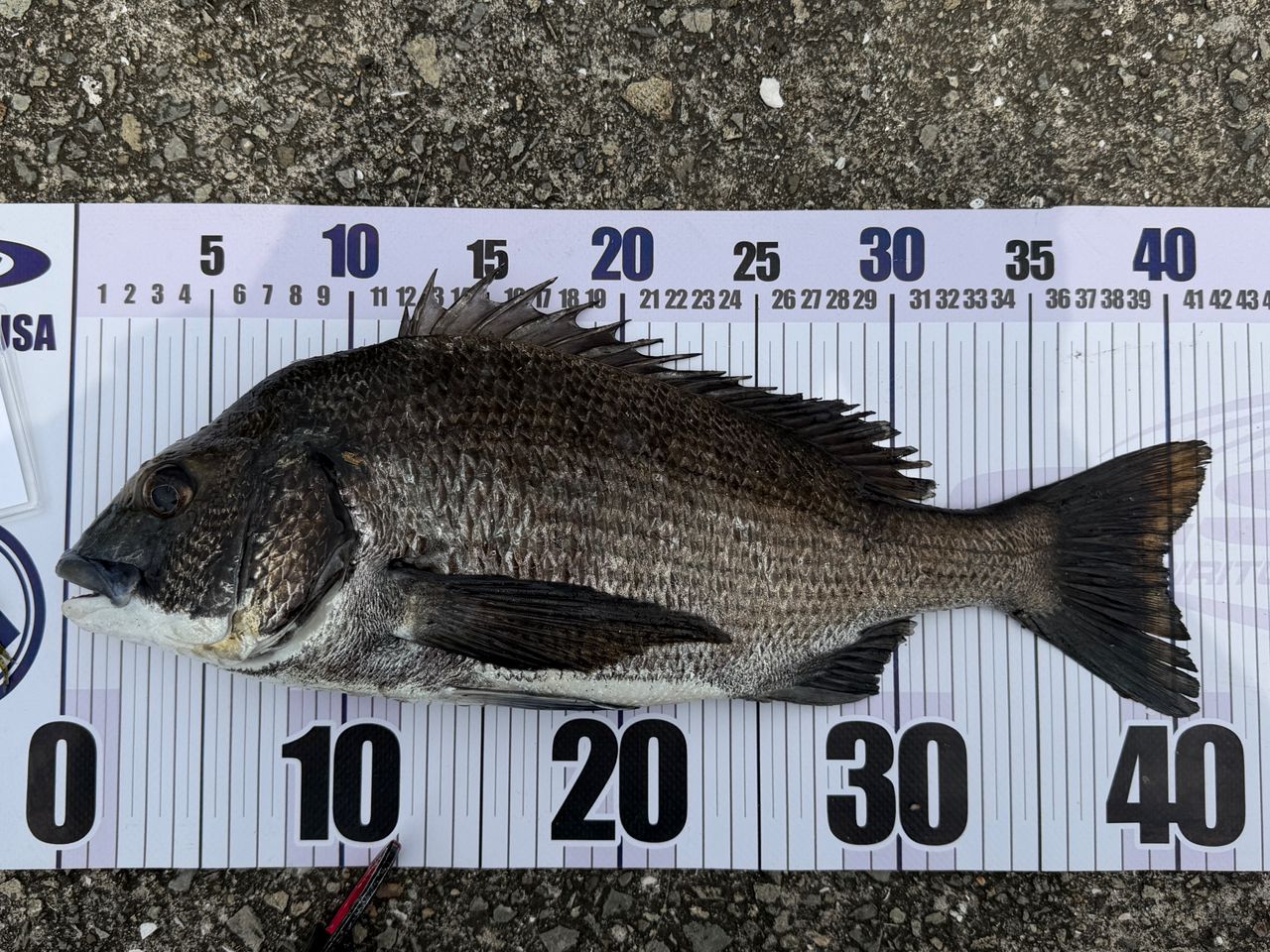 チヌの釣果写真