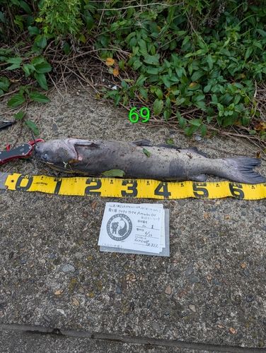 アメリカナマズの釣果