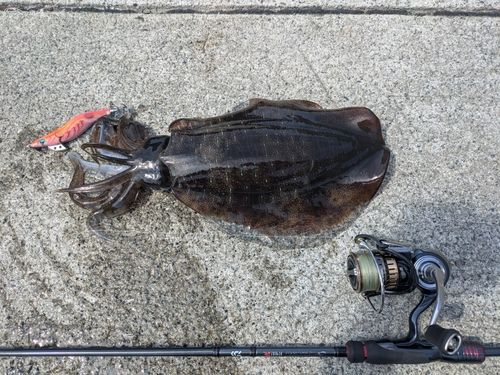 アオリイカの釣果