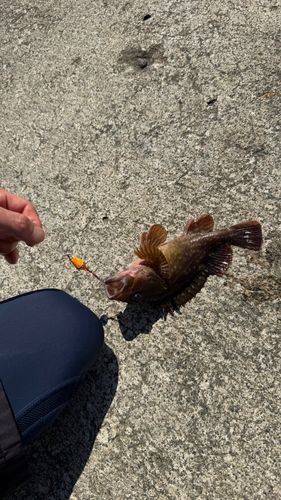 カサゴの釣果