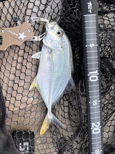 オニヒラアジの釣果