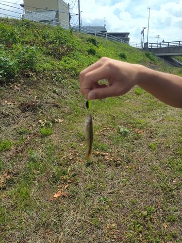 アブラハヤの釣果