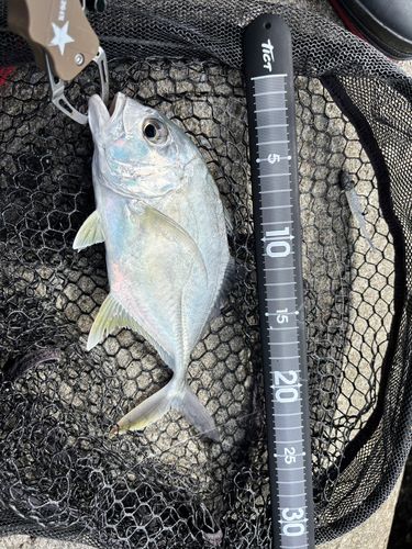 ロウニンアジの釣果