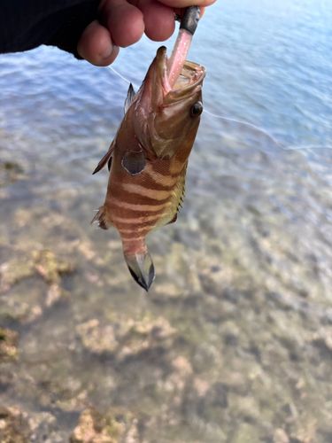 ヤミハタの釣果