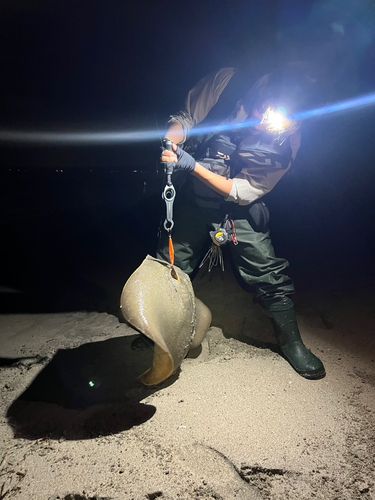 エイの釣果
