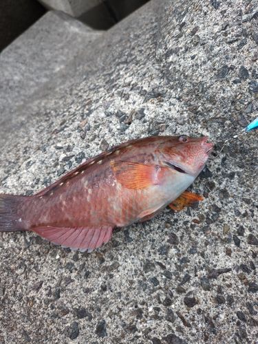 ベラの釣果