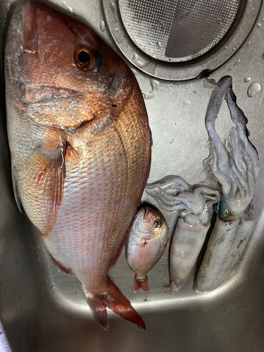 タイの釣果