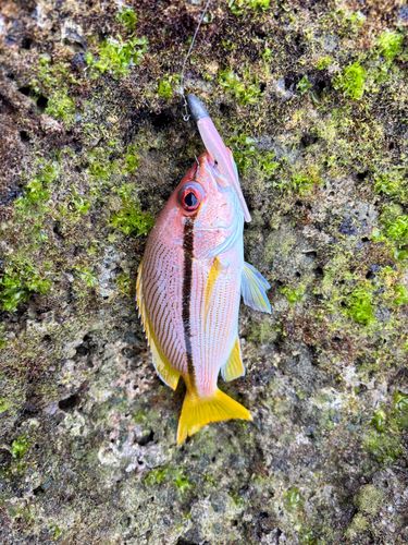 タテシマフエフキの釣果