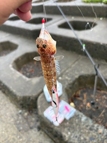 エソの釣果