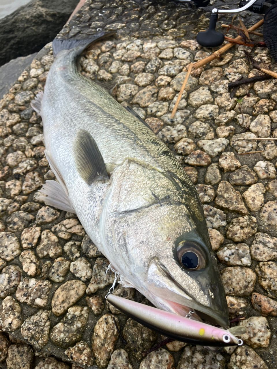 シーバスの釣果写真