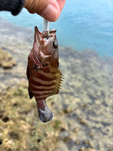 ヤミハタの釣果