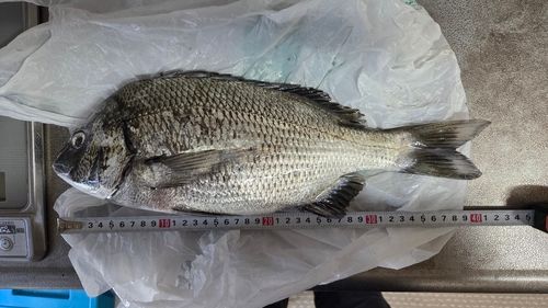 クロダイの釣果