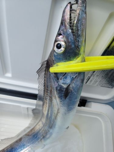 タチウオの釣果