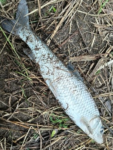 ニゴイの釣果