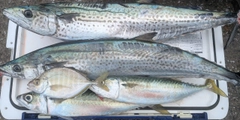 サワラの釣果