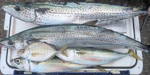 サワラの釣果